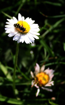 lawn daisy and visitor