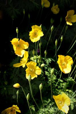Welsh Poppies in England