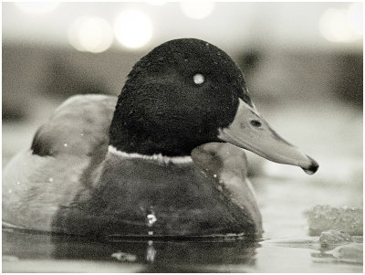F06132 infrared duck