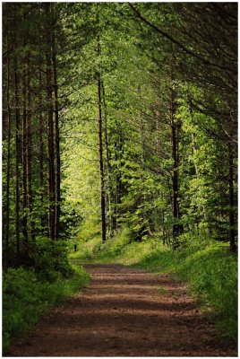 forest by Higgins in color v2