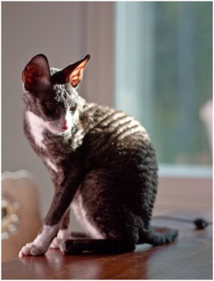 450d06891_Otto_950x