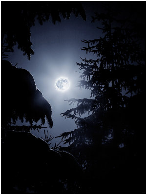 moon and spruce