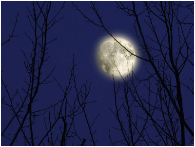 moon through branches