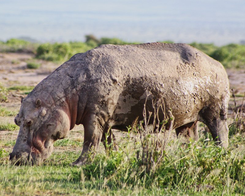 101 Ashley Amboseli Oltukai Day Two Observation Hill Grazing Hippo.jpg