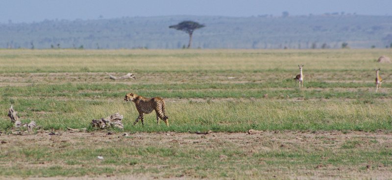 Amboseli Cheetah