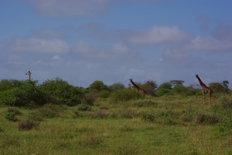 105 Ashley Amboseli Oltukai Day Two Giraffe Group.jpg