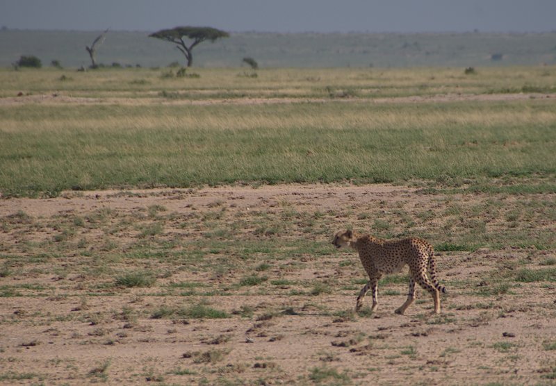 114 Ian Amboseli Leopard.jpg