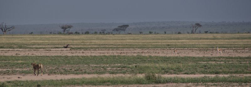 115 Ian Amboseli Leopard Hunt.jpg