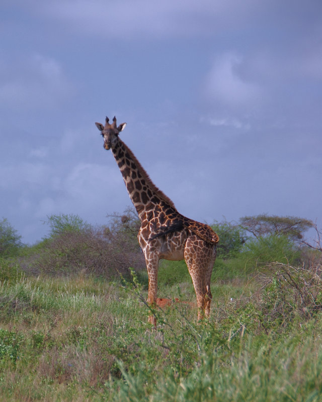 116 Ian Amboseli Giraffe.jpg