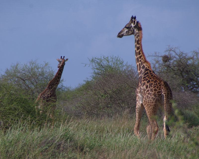 117 Ian Amboseli Giraffe Pair.jpg