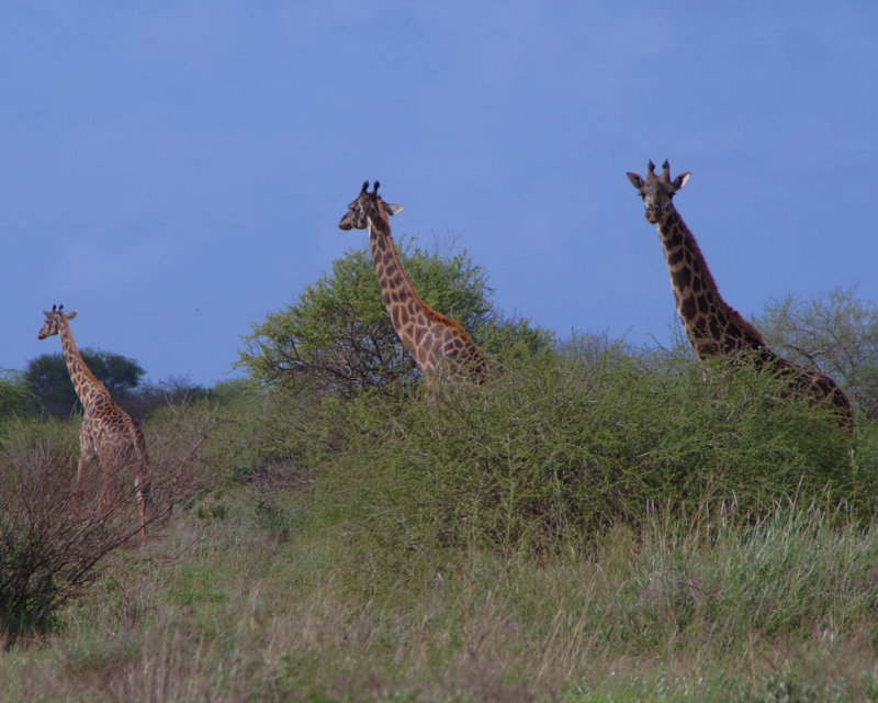 118 Ian Amboseli Giraffe Trio.jpg