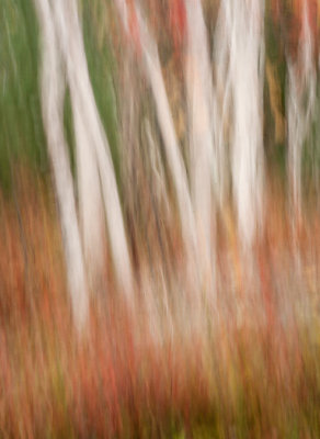 Autumn Birch Abstract