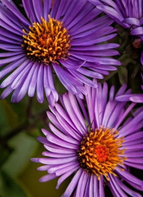 New England Aster (x2)