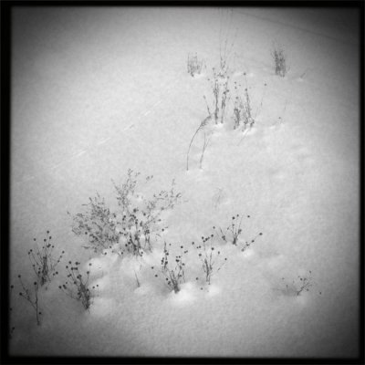 Dead plants in the snow