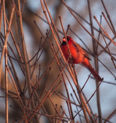 Stealth Cardinal