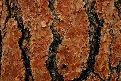 Tree Bark