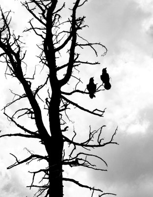 Two Ravens,  Bryce Canyon