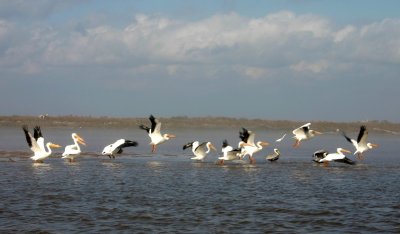 Pelicans, San Bernard River