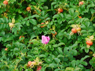 P1020719.jpg