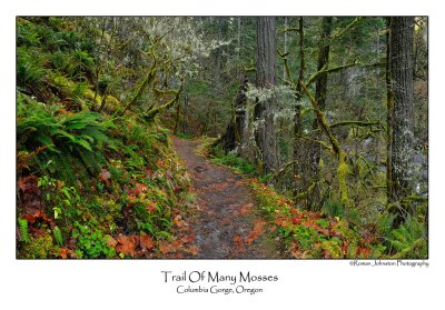 Trail Of Many Mosses.jpg