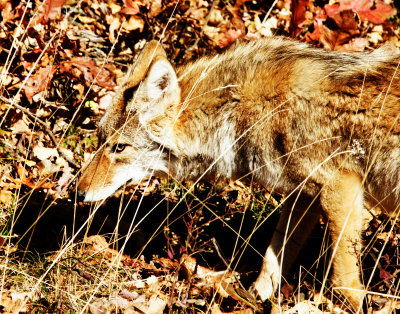 Shenandoah National Park, VA