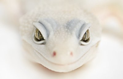 Albino gecko observing