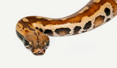 Snake tongue