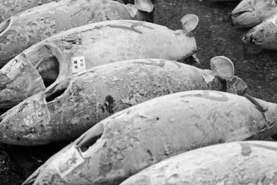 Frozen tuna lined up for auction