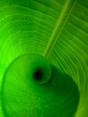 Spiraling banana leaf