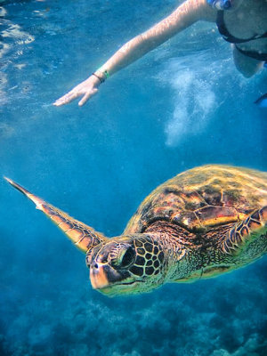 Turtle swimming around snorkelers