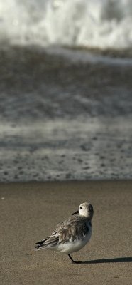 Sanderling at Santa Monica beach