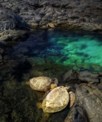 Turtles resting at Kiholo Bay