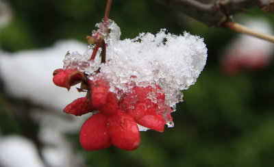 winter_in_de_tuin