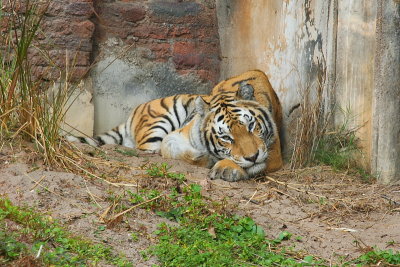 Cute Tiger Pose