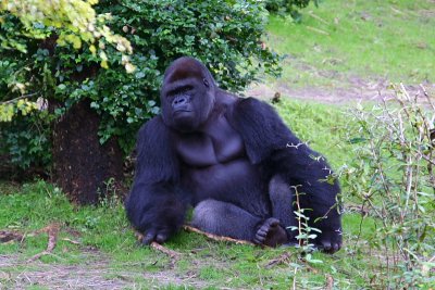 Reclining Gorilla