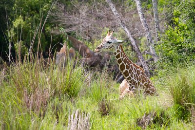 Giraffe in Grass