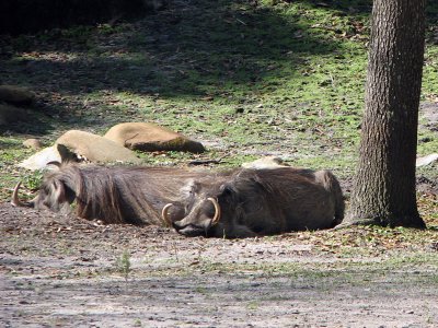 Napping Wart Hogs