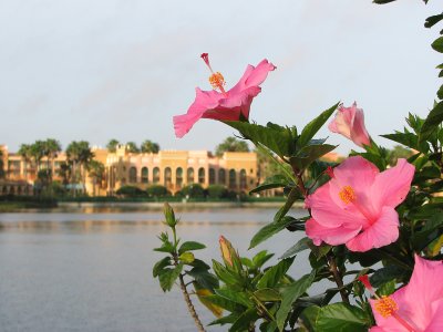 Pink Hibiscus