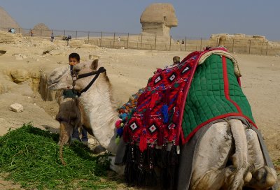  Boy and Camel, Giza