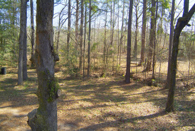 MyWoods2.jpg
