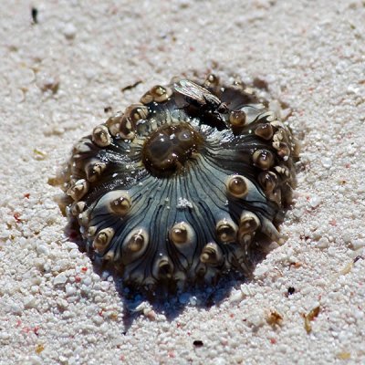 Sea Urchin?