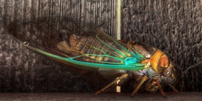 Cicada (HDR)