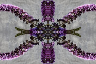 Lilac #1