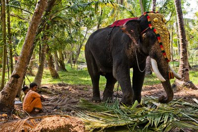 Hindu Festival Elephant, Kollam