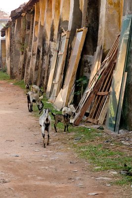 City Goats, Kochi