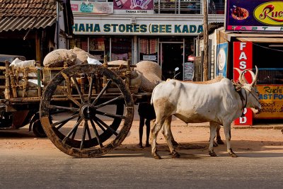 Ox Cart, Kochi