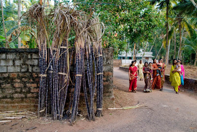 Saris & Sugarcane