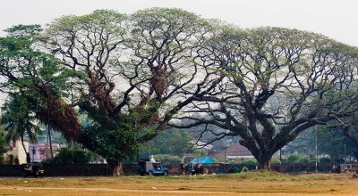 Trees, Kochi