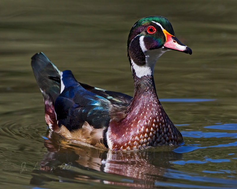 Male Wood Duck