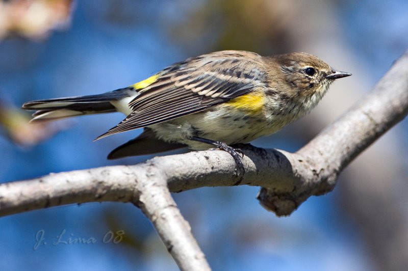 Yellow Rump Warbler